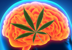 Marijuana Leaf Brain