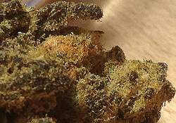Close up of cannabis caviar