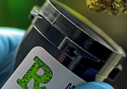 Bottling cannabis bud for testing