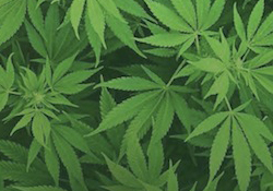 Understanding Medical Cannabis