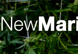 New Marijuana