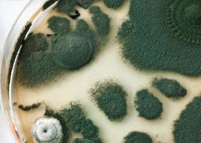 mold in petre dish