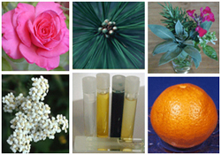 aromatherapy plants