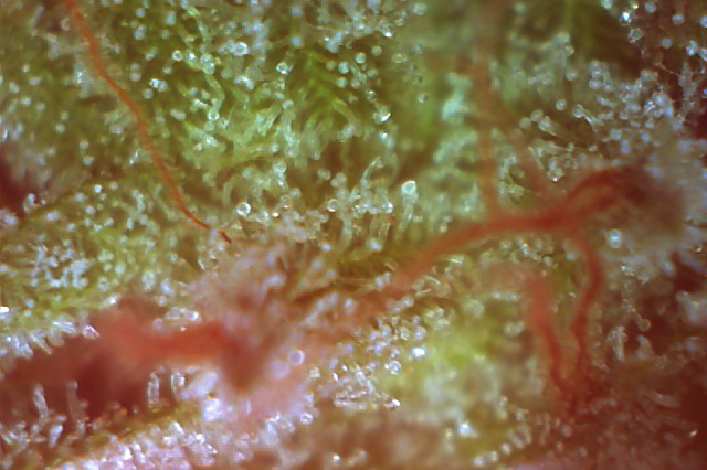 trichomes on a cannabis flower